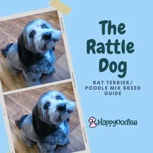 Rat Terrier Poodle Mix : The Rattle Dog title pic with a picture of a gray dog.