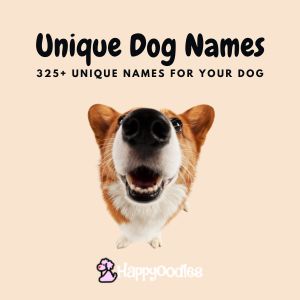 Unique Dog Names: 325+ Unique Names for Your Dog - corgi staring in to camera