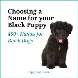 sable color dog names