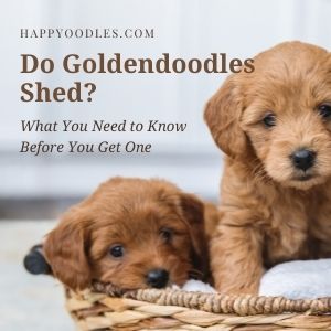 Do Goldendoodles Shed?  The Truth about Shedding