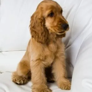 Cocker Spaniel puppy
