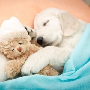 Retriever in bed with teddybear