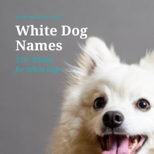 White Dog Names: 375+ Names for White Dogs - Happy Oodles
