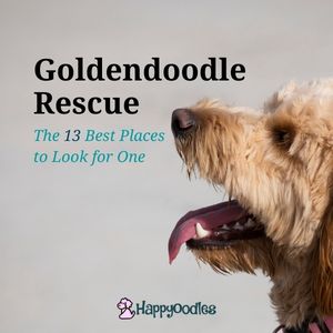 Goldendoodle Rescue: 13 Best Places To Look - Title Pic with Goldendoodle Happyoodles.om 