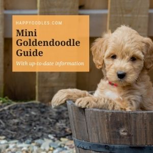 Happyoodles.com-Mini-Goldendoodle-Guide