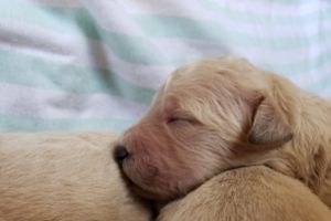 Young Goldendoodle puppy sleeping
