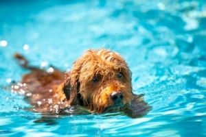 Mini Golden doodle swimming in pool 