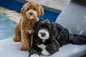 Mini Bernedoodle dogs.  One brown and one black and white