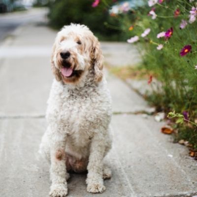 Goldendoodle Rescue: 9 Best Places To Look. Golden doodle sitting