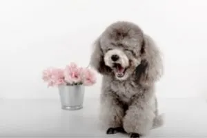 Poodle Rescue 9 Best Places To Look
