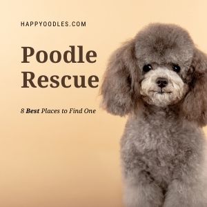 Poodle Rescue: 9 Best Places to Look For One
