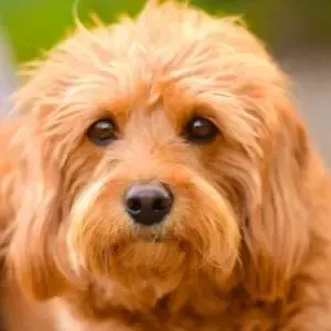 Labradoodle Rescue: 14 Best Places To Look