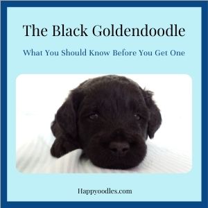 Black Goldendoodle: What You Need to Know