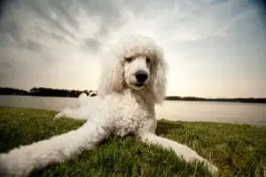 Poodle Rescue - white poodle in grass