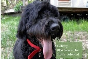Bernedoodle rescue - Black Bernedoodle from BFW Rescue Inc. 