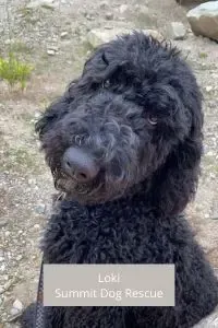 Black Bernedoodle from Summit Dog Rescue 