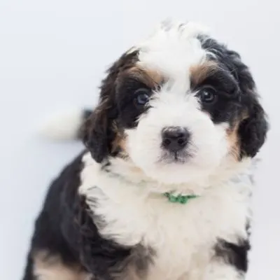 The Bernedoodle: 11 Things You Didn't Know - Happyoodles.com  Bernedoodle puppy
