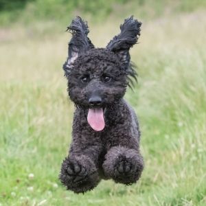 Black labradoodle puppy