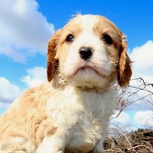 Doodle Rescue - happyoodles.com  Cavapoo puppy 