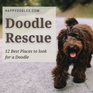 Doodle Rescue: 12 Best Places to look for a Doodle title picture - Doodle walking down road. 