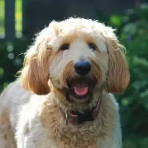Light colored Goldendoodle with green background 