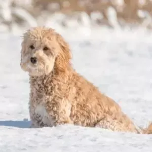 Cream Goldendoodle in snow 