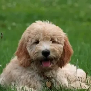 Goldendoodle: 10 Reasons Why You Shouldn't Get One Goldendoodle sitting in grass