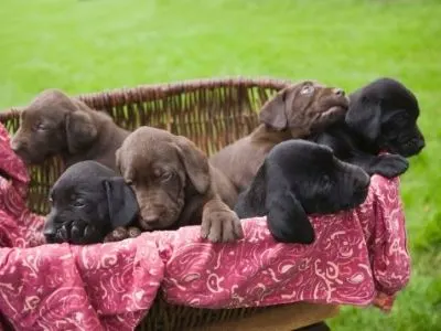 How to pick a puppy - Labrador puppies in a basket