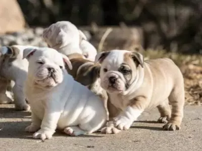 How to Pick a Puppy from a Litter - bulldog puppies 