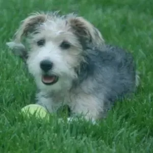 The Best Terrier Poodle Mix Breed Guide Schoodle - Petfinder. com 