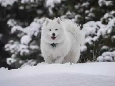 Norse Dog Names: Viking Names for Your Dog Samoyed in snow 