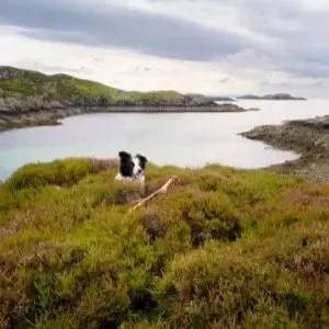Border Collie in the Scottish Highlands - Scottish Dog Names