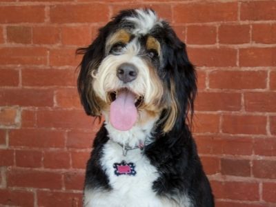 The Bernedoodle: 11 Things You Don't Know About Them Tri colored Berne doodle 