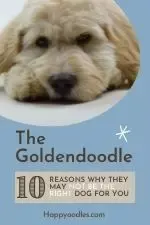 Pinterest pin with a picture of a Goldendoodle and the title of the post. 