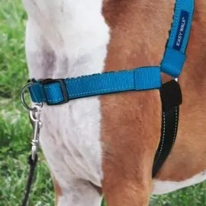 Picture of a blue front clip harness on a dog