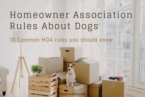  10 Common Homeowner Association rules for dogs - picture of a dog surrounded by boxes