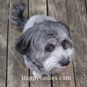 The Best Dog Harness for Doodles and Poodles Pic of Bella with her harness - Happyoodles.com