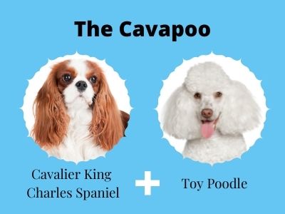 king charles cavalier poodle mix dog