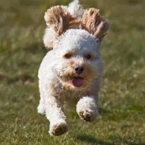 Cavadoodle running - Canva