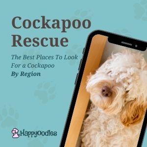 Cockapoo Rescue: Best Places To Look By Region