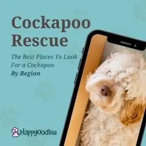 Cockapoo Rescue: Best Places To Look By Region - pic of a Cockapoo in a cell phone picture
