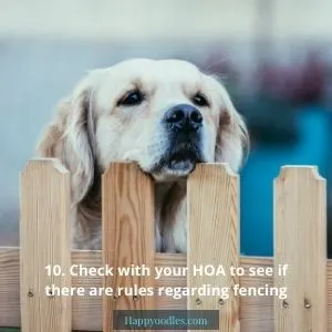 Pic of a dog looking over the fence with the words 10. Check with your HOA to see if there are rules regarding fencing. 