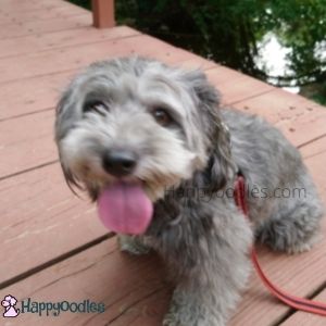 Hiking With A Small Dog: Tips to Know Before You Go - Bella on a trail bridge