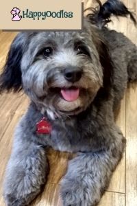 Doodle Dog Guide - What You Need to know Bella 