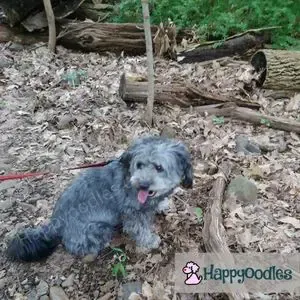 Happyoodles.com Bella resting on a trail