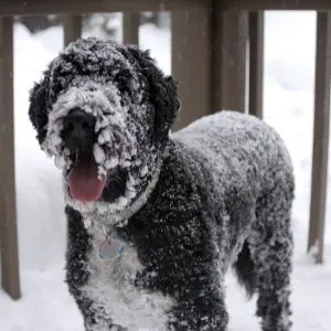 Happyoodles.com Big Dog Names - Black Dog in Snow