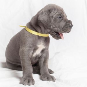 Happyoodles.com Big Dog Names - Great Dane Puppy