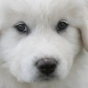 Happyoodles.com-Big-Dog-Names-Great-Pyrenees-Puppy