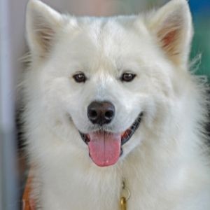White dog smiling
