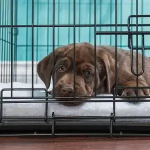 Brown puppy in crate